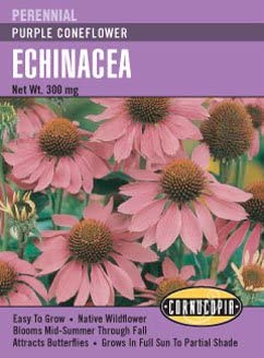 Echinacea Purple Coneflower - Cornucopia Seeds