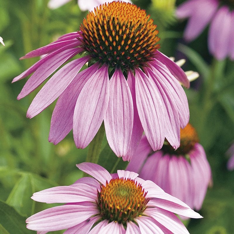 Echinacea Purple Coneflower - Mr. Fothergill's Seeds