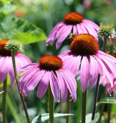 Echinacea Purple Coneflower - West Coast Seeds