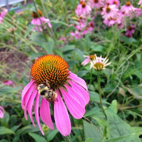 Echinacea Purple - Saanich Organics 