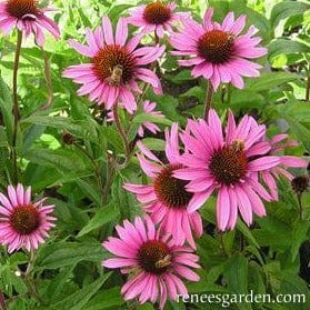 Echinacea Starlight - Renee's Garden Seeds