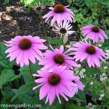 Echinacea Starlight - Renee's Garden Seeds