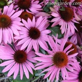 Echinacea Starlight - Renee's Garden Seeds