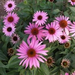 Echinacea Starlight - Renee's Garden Seeds