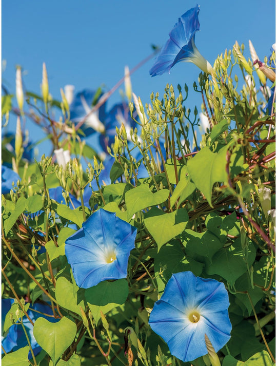 Morning Glory Heavenly Blue - Burpee Seeds