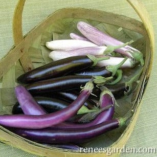 Eggplant Asian Trio - Renee's Garden Seeds