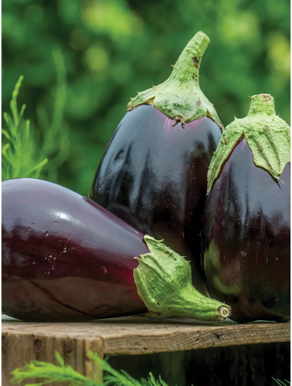 Eggplant Black Beauty - Burpee Seeds