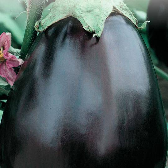 Eggplant Black Beauty - McKenzie Seeds
