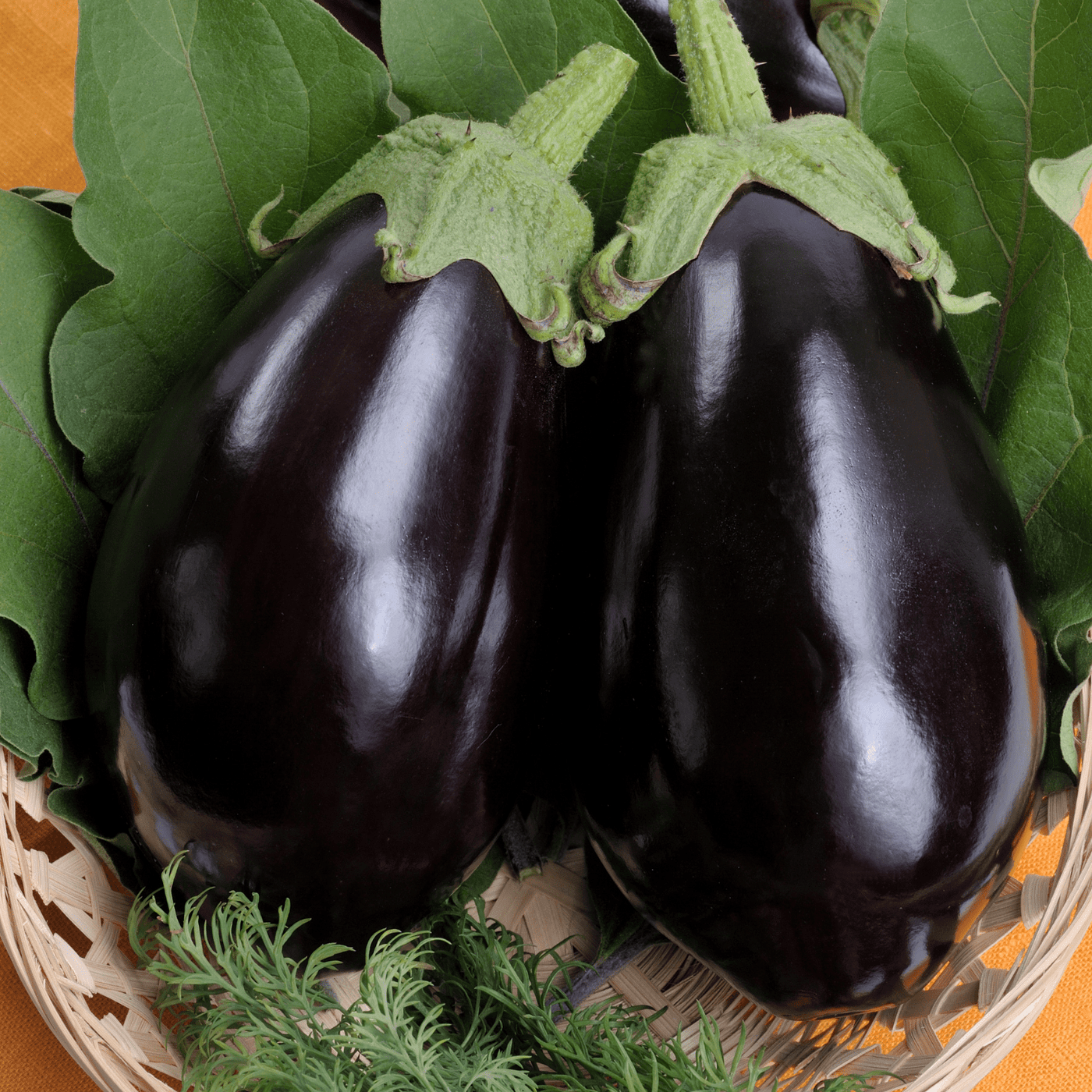 Eggplant Black Beauty - Salt Spring Seeds