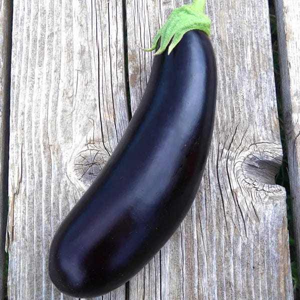 Eggplant Diamond - Saanich Organics Seeds