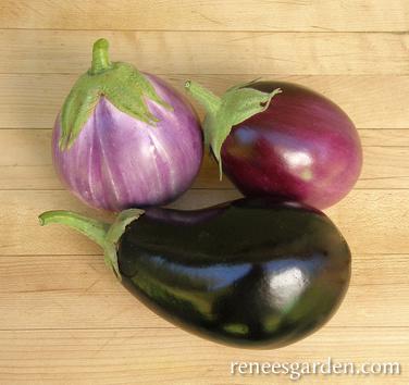 Eggplant Italian Trio - Renee's Garden