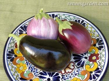 Eggplant Italian Trio - Renee's Garden