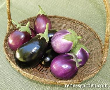 Eggplant Italian Trio - Renee's Garden