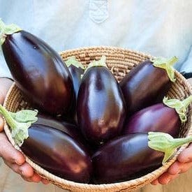 Eggplant Little Prince - Renee's Garden Seeds