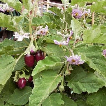 Eggplant Little Prince - Renee's Garden Seeds