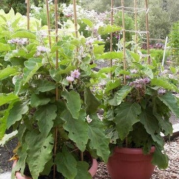 Eggplant Little Prince - Renee's Garden Seeds