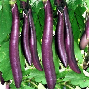 Eggplant Long Purple - Saanich Organics