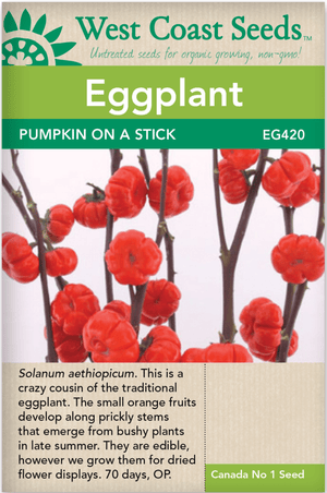 Eggplant Ornamental Pumpkin-on-a-Stick - West Coast Seeds