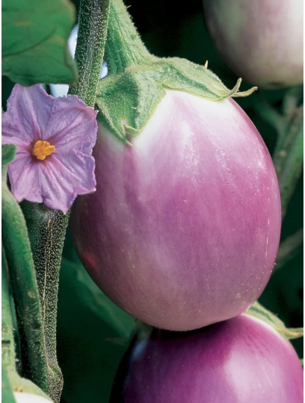 Eggplant Rosa Bianca - Burpee Seeds