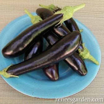 Eggplant Violetta Lunga - Renee's Garden Seeds