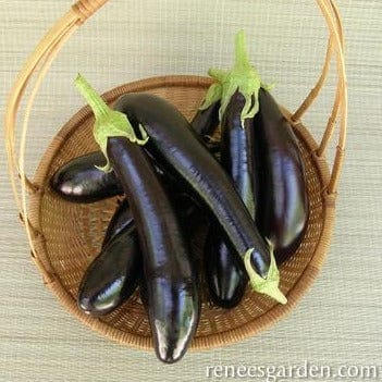 Eggplant Violetta Lunga - Renee's Garden Seeds