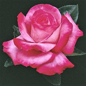 Elizabeth Taylor - Weeks Rose