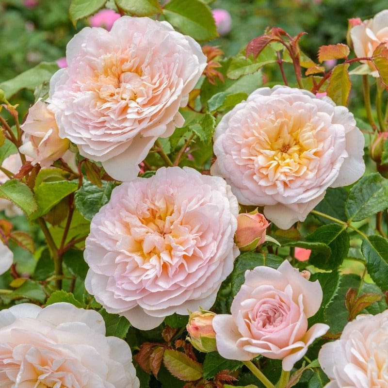 Emily Bronte - David Austin Rose Own Root