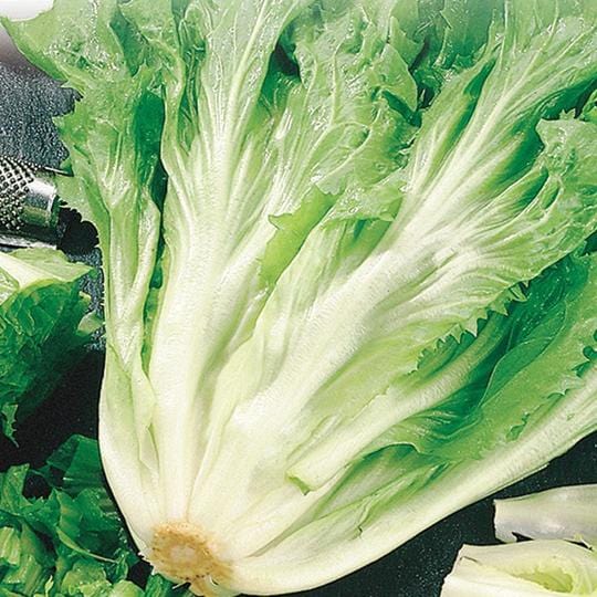 Endive Full Heart Batovian - McKenzie Seeds