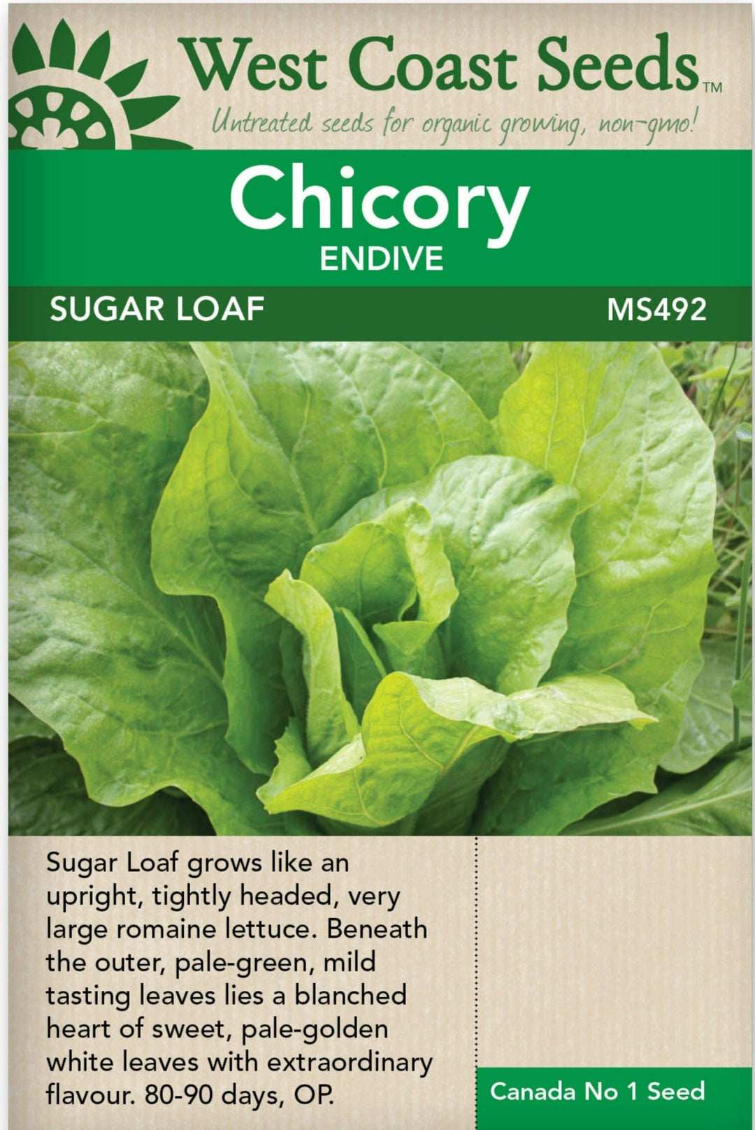 Endive Sugar Loaf - West Coast Seeds