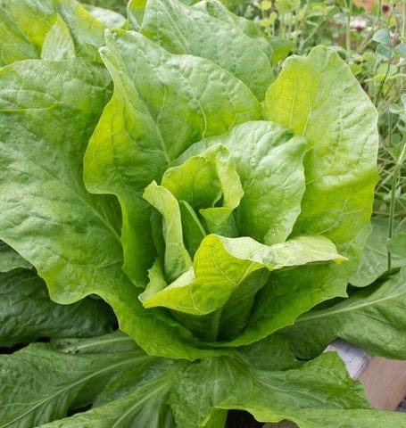 Endive Sugar Loaf - West Coast Seeds