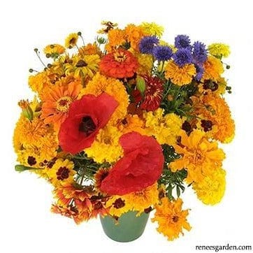 Scatter Endless Bouquets - Renee's Garden Seeds