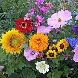 Scatter Endless Bouquets - Renee's Garden Seeds