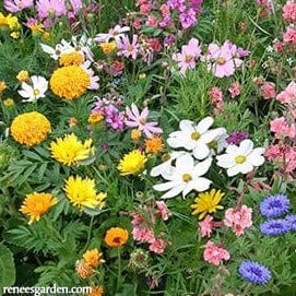 Scatter Endless Bouquets - Renee's Garden Seeds