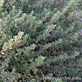 Heirloom English Thyme