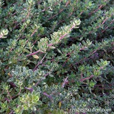 English Thyme - Renee's Garden Seeds