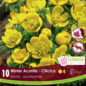 Yellow Eranthis Cilicica Winter Aconite
