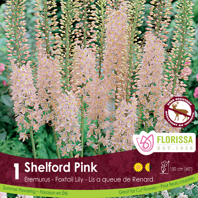 Eremurus Shelford Pink Tops