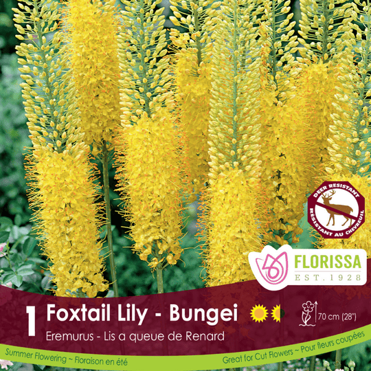 Eremurus Yellow Bungeii