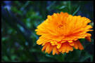 Calendula Bright Orange - Salt Spring Seeds