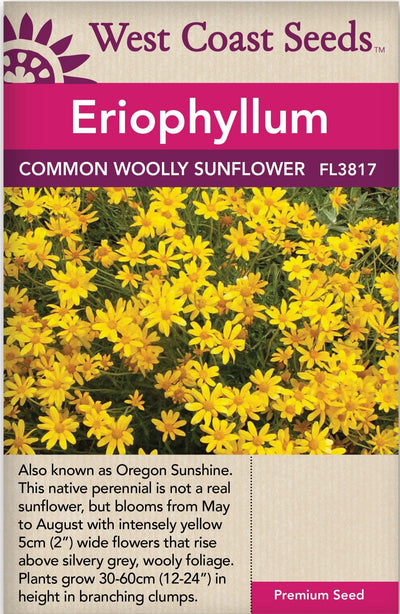 Eriophyllum Common Woolly Sunflower - West Coast Seeds