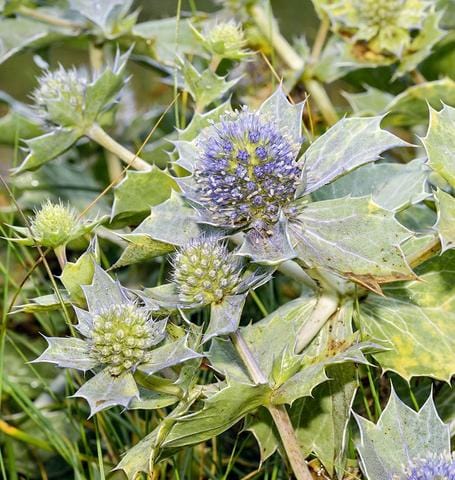 Eryngium Sea Holly - West Coast Seeds