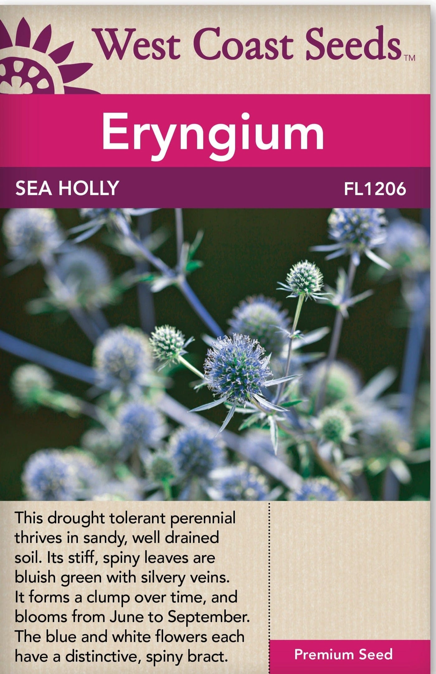Eryngium Sea Holly - West Coast Seeds