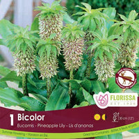 Eucomis - Bicolor