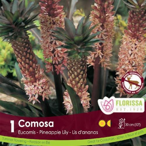 Eucomis Pink Spring Bulb