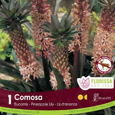 Eucomis - Comosa, Pink
