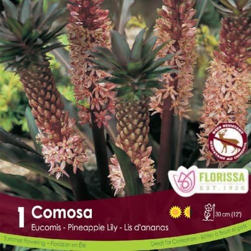 Eucomis - Comosa, Pink