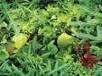 Everyday Salad Blend - Salt Spring Seeds