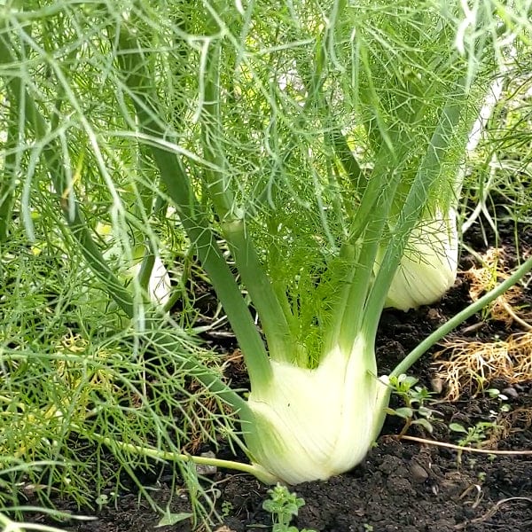 Fennel Fino Bulb - Saanich Organics Seeds