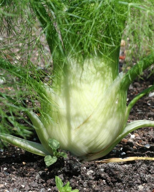 Fennel Selma Fino - West Coast Seeds