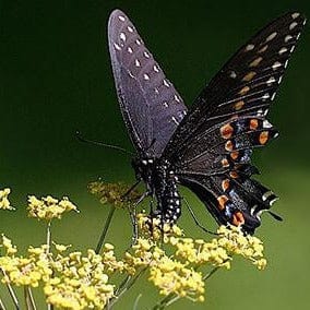 Fennel Smokey Bronze - Renee's Garden Seeds